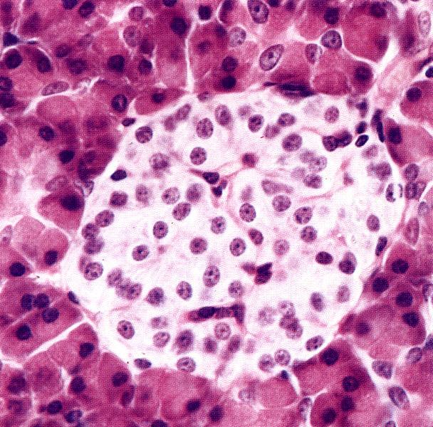 ß-cells