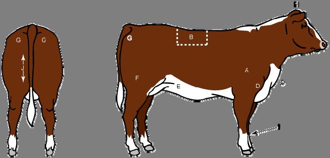 UNIT - INTRODUCTION TO BEEF PRODUCTION Name Lesson 3: Principles of Beef