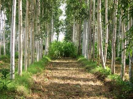 In India: Wood industries based on Smallholders 80% of the wood for
