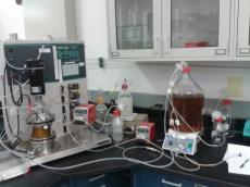 Bioprocess Development Continuous biofilm fermentation producing
