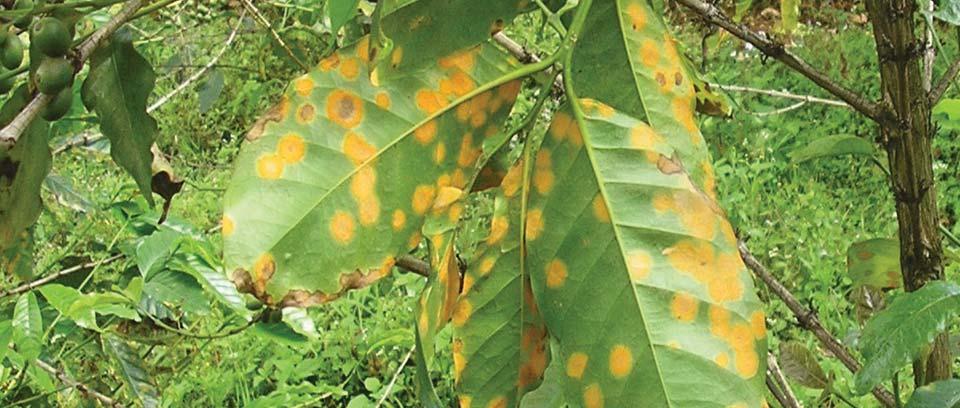 Mutation breeding R&D networking for fighting coffee leaf rust Coffee is the second most traded commodity in the world after crude oil.