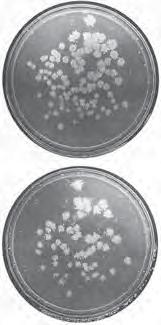 Brock Shiladitya DasSarma, Priya Arora, Lone Simonsen imprint of colonies from a master plate is made onto an agar plate lacking the nutrient by using sterile velveteen cloth or filter paper.