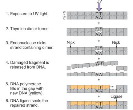 DNA repair mechanisms fix a lot of potential mutations