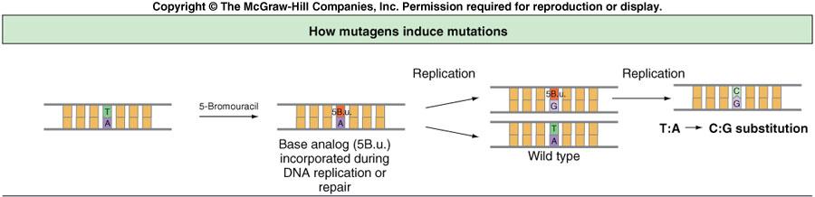 Many known mutagens are chemicals that interact with