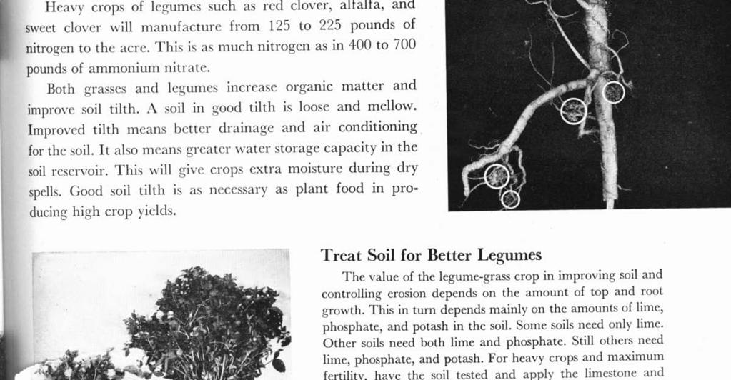 Legumes that are well inoculated with nitrogen-fixing bacteria are the farmers' nitrogen-fertilizer factory.