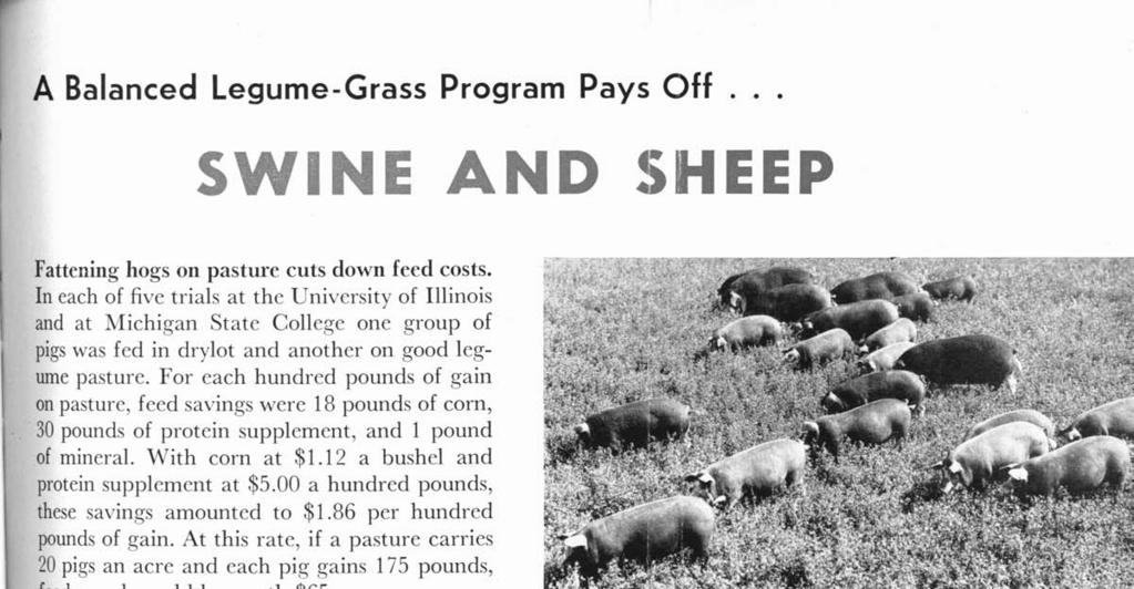 A Balanced Legume-Grass Program Pays Off SWINE AND S EEP Fattening hogs on pasture cuts down feed costs.