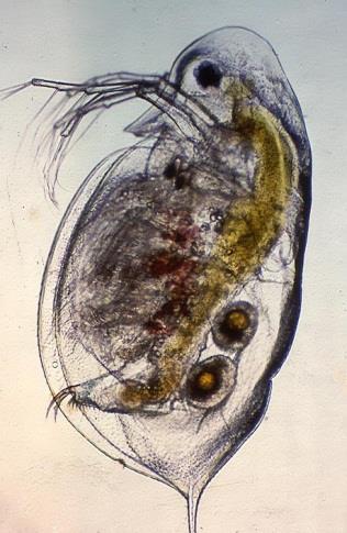 daphniids and other crustaceans sensitive to decline On Shield Lakes: spring turnover