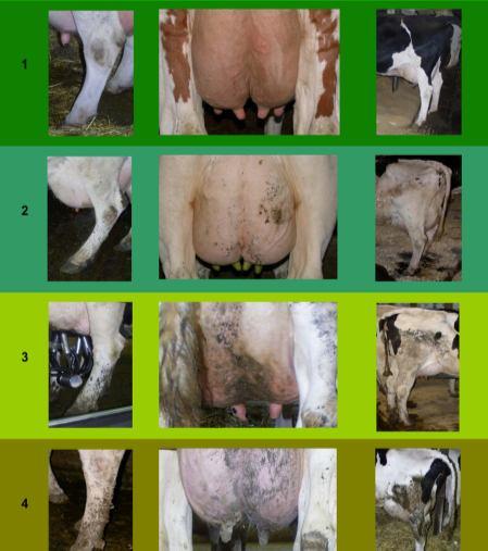 HYGIENE SCORING Four hygiene categories (Cook, 2007) 1: clean, little or no evidence of manure 2: clean, only slight manure splashing 3: dirty, distinct pieces of manure 4: filthy, confluent pieces