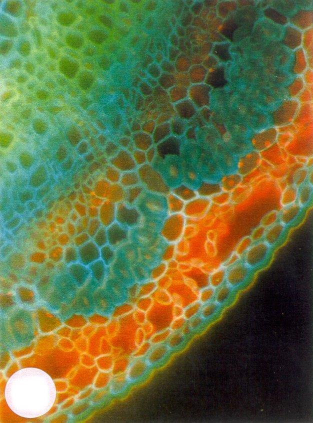 Flax stem microscopic