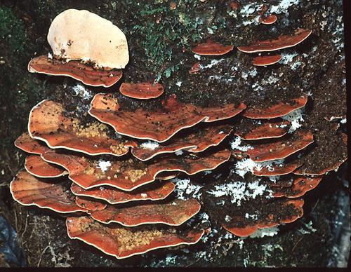 Fomes lignosus = Rigidoporus microporus White root rot: It is a fungus generally associated