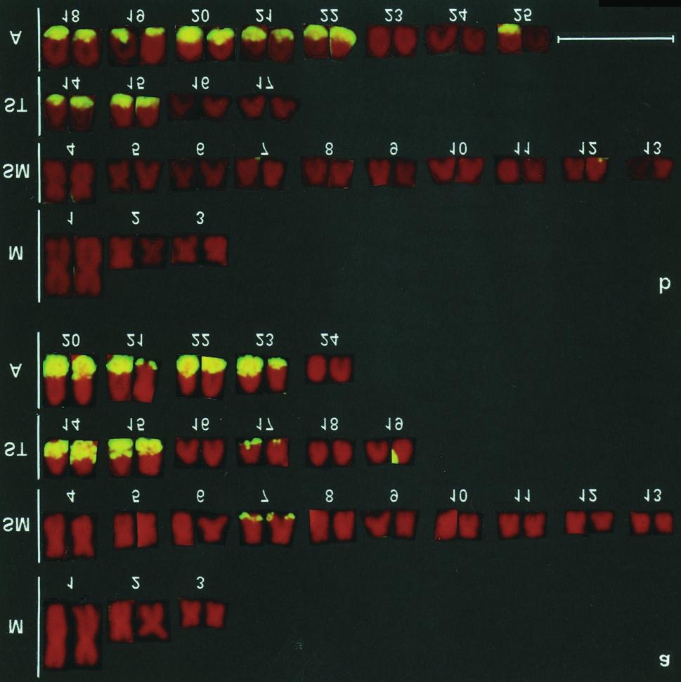538 Figure 1 - Karyotypes of Astyanax scabripinnis produced using fluorescence in situ hybridization (FISH) and the As51 satellite DNA as probe.