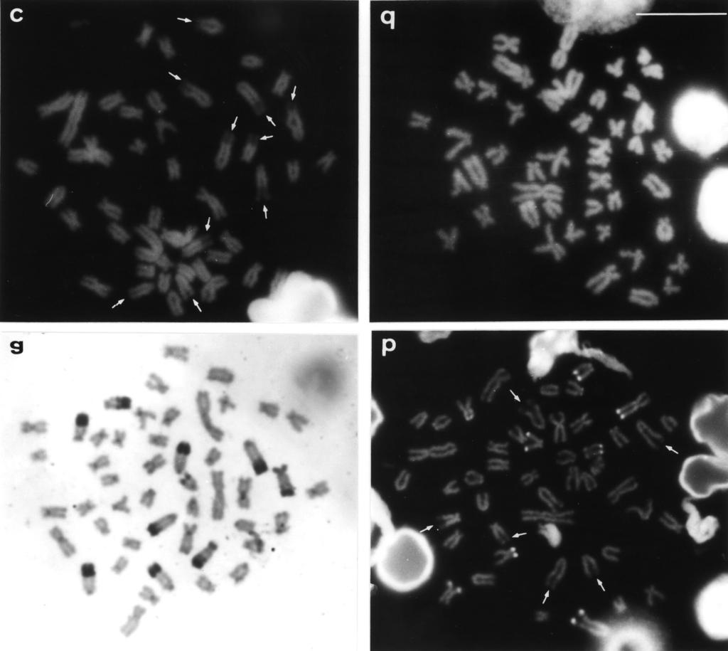 Mantovani et al. 539 Figure 2 - Metaphase chromosomes of Astyanax scabripinnis from the Marrecas population showing distinct responses to different base-specific fluorochromes.
