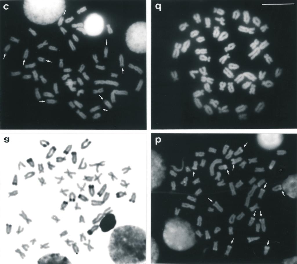 540 Structurally differentiated heterochromatin in fish Figure 3 - Metaphase chromosomes of Astyanax scabripinnis from the Centenário population showing distinct responses to different base-specific