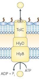 TolC Type I secretion The protein is moved through a complex that spans both membranes with no periplasmic stage.