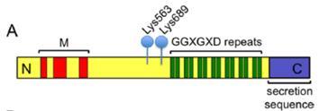 On the outside the GGxGxD motif uses free Ca 2+ ions to help the protein fold. E.