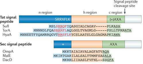 The Sec and Tat pathways Proteins are secreted