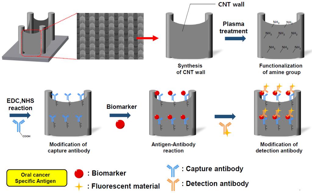 3D Network of CNT-Based Biosensor for Cancer Antigen Detection Microfluidic System Based on 3D-Networked CNTs 3D Curtain of CNTs for Biosensor Platform SEM images and