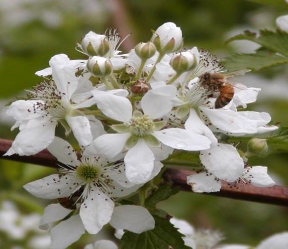 Champion Pollinator of Food Crops: The European Honey Bee Honey bees are relied