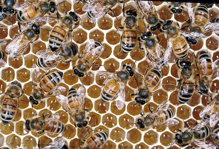 Colony Collapse Disorder Affects honeybee species. Worker bees disappear, fail to return to hive.