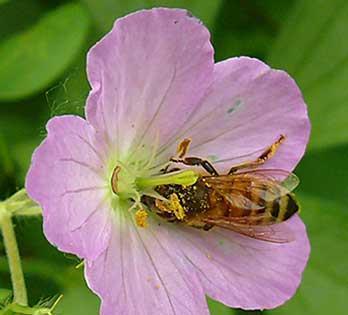 organophosphates, and carbamates on honey bees.