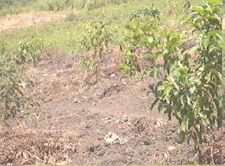 2.4 To cultivate Prunus africana on-farm around Kalinzu- maramagambo forest. This was achieved through establishment of nursery beds and planting Prunus africana on farm. 2.4.1 Establishment of