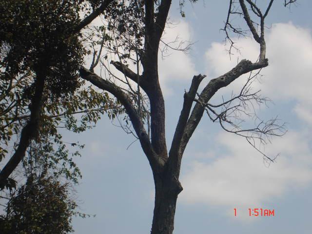 increasing Prunus africana on-farm and conserving other indigenous tree species surrounding Kalinzu-maramagambo forest