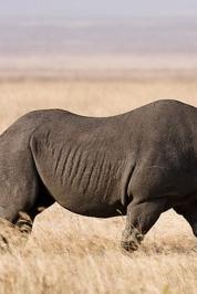 The black rhinoceros an endangered species that illegally hunted forr its horns, and poachers threaten to drive th animal to the point of extinction.