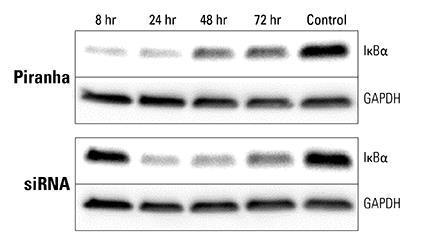 Figure 3. Western blot results demonstrating efficiency and speed of knockdown of IκBα protein using Piranha system vs traditional sirna targeting.