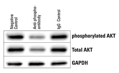 Figure 5. Western blot results demonstrating knockdown of phospho-specific protein (pakt S473) with the Piranha system.