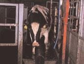 The footbath can replenish itself at any set time during the milking period, and is designed to suit large herds requiring continuity of footbathing without disruption, see fig 29.