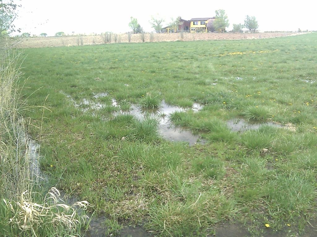 Photo 1: Ponding at bottom of field, a symptom of excess irrigation