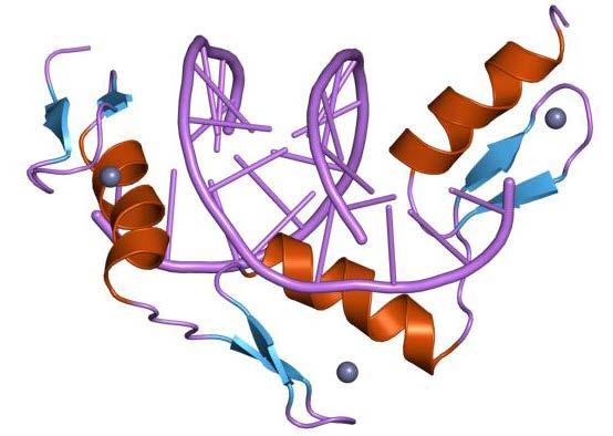 Zinc Finger Nucleases First generation of enzymes capable of targeting specific DNA sequences of interest.