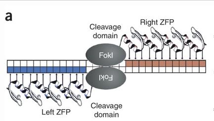 Zinc Finger Nucleases The addition of the FokI Nuclease domain gives zinc fingers the ability to cleave DNA in a double stranded manner FokI requires