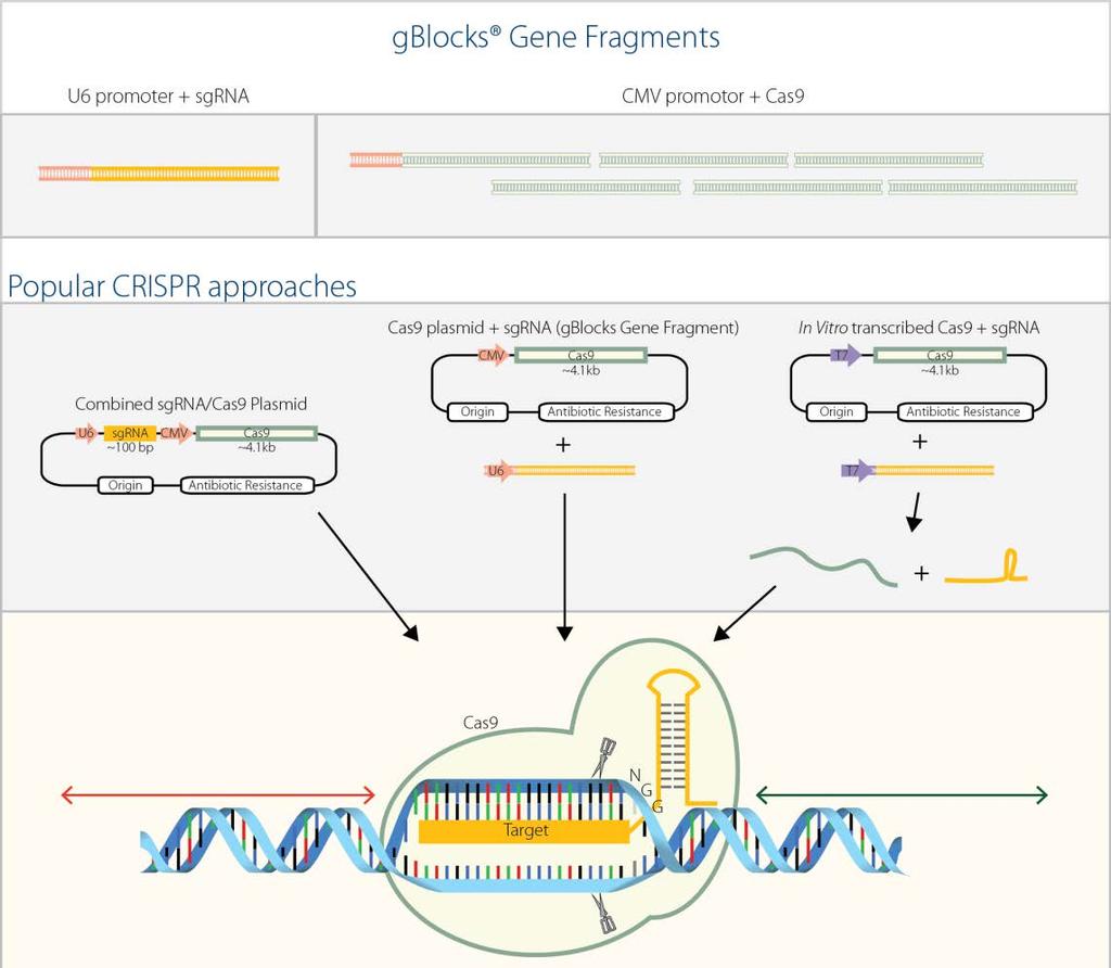 gblocks Gene