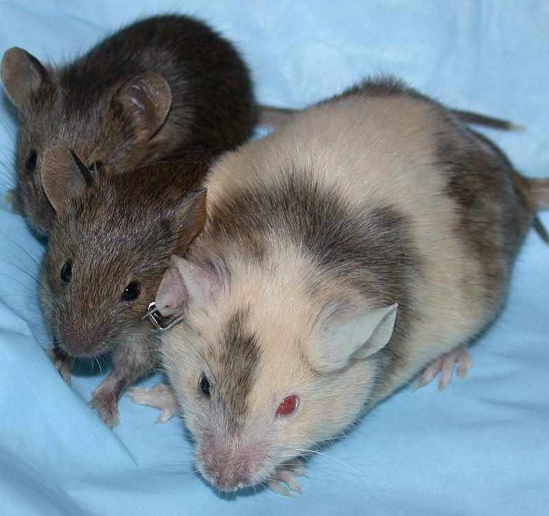 Homologous Recombination in Mice Discovered in 1990s