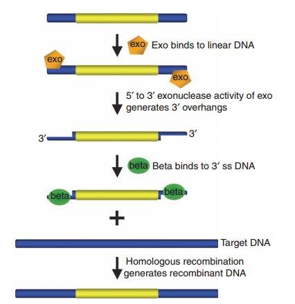 Phage Lambda Red Genes Lambda alpha 5-3 Exonuclease Lambda beta ssdna Binding Protein, facilitates recombination Lambda Gamma