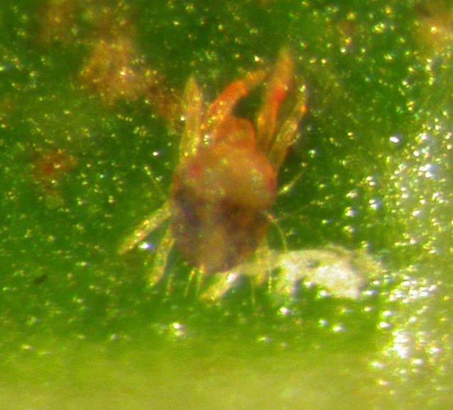 leaves that have not been infested. This mite is an occasional pest in some orchards and is seldom observed in others. Periodic inspections are recommended during December, January and February.