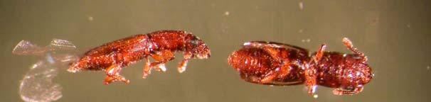 Adults of Ambrosia beetles