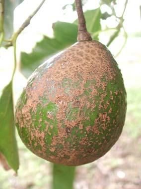 When moisture and temperature are favorable, the fungus readily infects young, succulent tissues of avocado leaves, twigs, and fruits, forming the characteristic scab lesions in which spores are