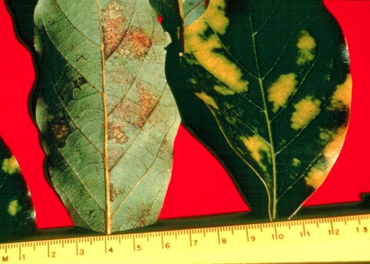 Description of Disease: Powdery Mildew Powdery mildew is considered by most to be a minor disease problem, but too often it becomes serious enough to warrant chemical sprays. Oidium sp.