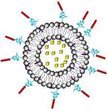 nanoparticles for sirna /mir