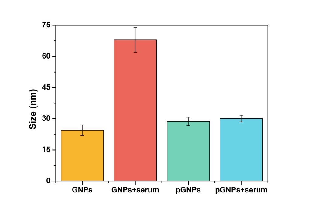 Figure S1. Dynamic light scattering measurements of GNPs and pgnps before and after adding serum.