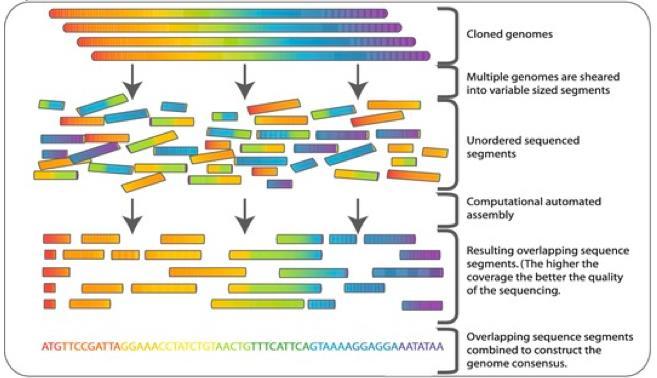 Whole genome sequencing and assembly multiple