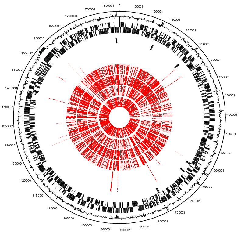Comparison of Fragment and Mate-paired Analysis WG Microbial Resequencing H. Influenza Coverage in small organisms Red indicates uncovered bases From center outwards 1. Strain 1 (F) (3.55%) 2.