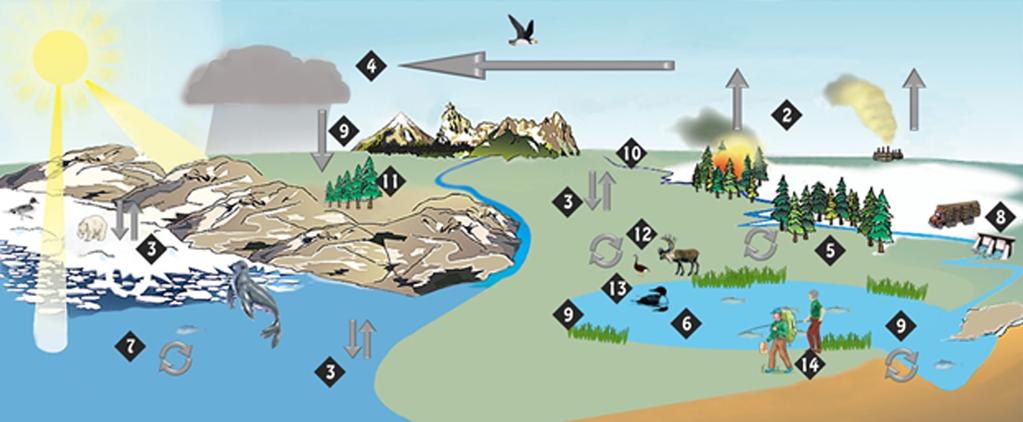 Figure 1: The movement of mercury through the ecosystem (as indicated by the arrows).