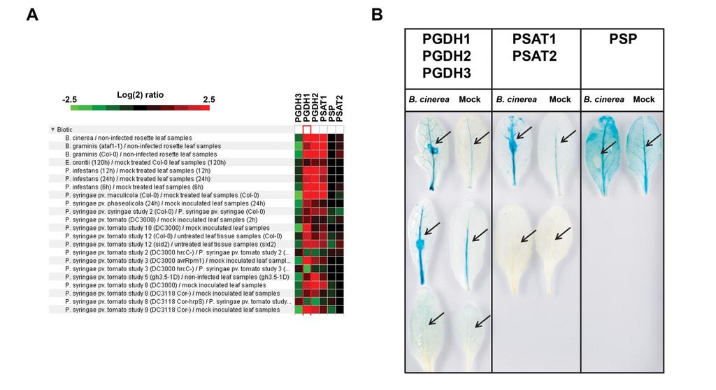 Supplemental Figure 8. Biotic stress induces PS pathway gene expression. (A) Expression data obtained from the genvestigator database.