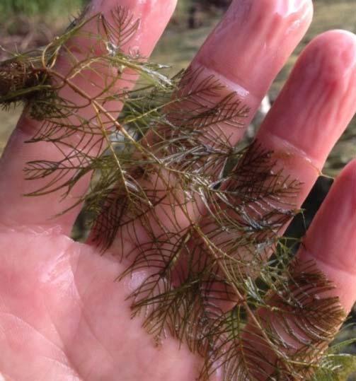 4.3 Eurasian Watermilfoil Eurasian watermilfoil (Myriophyllum spicatum) is an invasive aquatic plant that is native to northern Europe and Asia.
