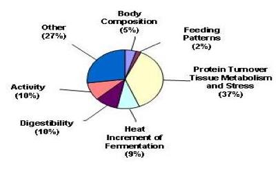 Figure 1. Contributions of biological mechanisms in residual feed intake as determined from the experiments on divergently selected cattle (from Richardson and Herd, 2004).