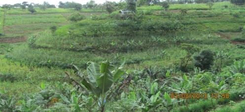 Developing Conservation Agriculture with Trees for