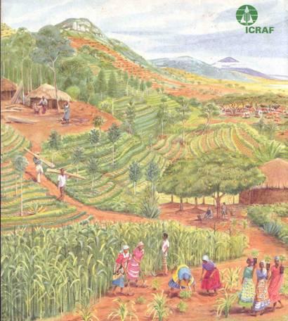 Conservation Agriculture with Trees (CAT) on Sloping Lands CAT on sloping lands is a dynamic and ecologically based sustainable land management